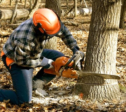 Tree Removal in Iowa Park, TX